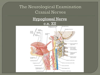 Hypoglossal Nerve
c.n. XII
 