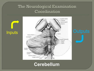 Cerebellum
Inputs Outputs
 