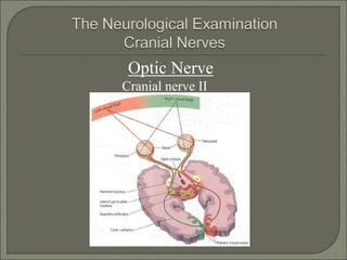 Optic Nerve
Cranial nerve II
 