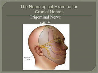 Trigeminal Nerve
c.n. V
 
