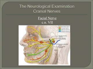 Facial Nerve
c.n. VII
 