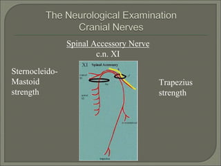 Spinal Accessory Nerve
c.n. XI
Trapezius
strength
Sternocleido-
Mastoid
strength
 