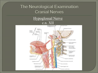 Hypoglossal Nerve
c.n. XII
 