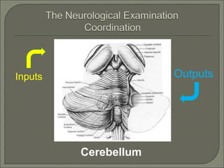 Cerebellum
Inputs Outputs
 