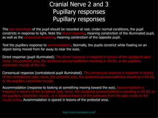 Cranial Nerve 2 and 3 Pupillary responses Pupillary responses The  size and shape  of the pupil should be recorded at rest. Under normal conditions, the pupil constricts in response to light. Note the  direct response , meaning constriction of the illuminated pupil, as well as the  consensual response , meaning constriction of the opposite pupil. Test the pupillary response to  accommodation . Normally, the pupils constrict while fixating on an object being moved from far away to near the eyes. Direct response (pupil illuminated).  The direct response is impaired in lesions of the ipsilateral optic nerve, the pretectal area, the ipsilateral parasympathetics traveling in CN III, or the pupillary constrictor muscle of the iris. Consensual response (contralateral pupil illuminated).  The consensual response is impaired in lesions of the contralateral optic nerve, the pretectal area, the ipsilateral parasympathetics traveling in CN III, or the pupillary constrictor muscle. Accommodation (response to looking at something moving toward the eye).  Accommodation is impaired in lesions of the ipsilateral optic nerve, the ipsilateral parasympathetics traveling in CN III, or the pupillary constrictor muscle, or in bilateral lesions of the pathways from the optic tracts to the visual cortex . Accommodation is spared in lesions of the pretectal area. http://www.neuroexam.com / 