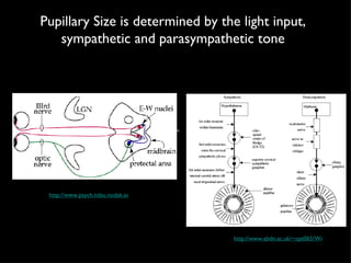 Pupillary Size is determined by the light input, sympathetic and parasympathetic tone Text http://www.psych.ndsu.nodak.edu/mccourt/Psy460/Central%20visual%20pathways/pupillary%20light%20reflex.gif http://www.abdn.ac.uk/~opt065/Web%20pages%20only/drh-g085.gif 