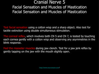 Cranial Nerve 5 Facial Sensation and Muscles of Mastication Facial Sensation and Muscles of Mastication Test facial sensation  using a cotton wisp and a sharp object. Also test for tactile extinction using double simultaneous stimulation. The corneal reflex , which involves both CN 5 and CN 7, is tested by touching each cornea gently with a cotton wisp and observing any asymmetries in the blink response. Feel the masseter muscles  during jaw clench. Test for a jaw jerk reflex by gently tapping on the jaw with the mouth slightly open. http://www.neuroexam.com / 