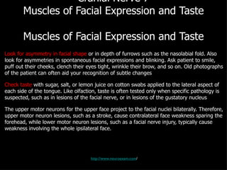 Cranial Nerve 7 Muscles of Facial Expression and Taste  Muscles of Facial Expression and Taste  Look for asymmetry in facial shape  or in depth of furrows such as the nasolabial fold. Also look for asymmetries in spontaneous facial expressions and blinking. Ask patient to smile, puff out their cheeks, clench their eyes tight, wrinkle their brow, and so on. Old photographs of the patient can often aid your recognition of subtle changes Check taste  with sugar, salt, or lemon juice on cotton swabs applied to the lateral aspect of each side of the tongue. Like olfaction, taste is often tested only when specific pathology is suspected, such as in lesions of the facial nerve, or in lesions of the gustatory nucleus The upper motor neurons for the upper face project to the facial nuclei bilaterally. Therefore, upper motor neuron lesions, such as a stroke, cause contralateral face weakness sparing the forehead, while lower motor neuron lesions, such as a facial nerve injury, typically cause weakness involving the whole ipsilateral face. http://www.neuroexam.com / 