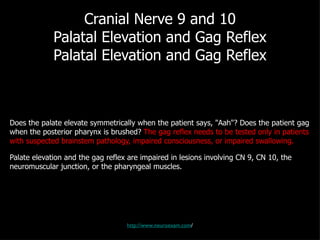 Cranial Nerve 9 and 10 Palatal Elevation and Gag Reflex Palatal Elevation and Gag Reflex Does the palate elevate symmetrically when the patient says, "Aah"? Does the patient gag when the posterior pharynx is brushed?  The gag reflex needs to be tested only in patients with suspected brainstem pathology, impaired consciousness, or impaired swallowing. Palate elevation and the gag reflex are impaired in lesions involving CN 9, CN 10, the neuromuscular junction, or the pharyngeal muscles. http://www.neuroexam.com / 