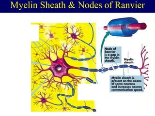 Myelin Sheath & Nodes of Ranvier
 