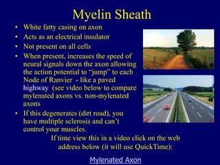 Myelin Sheath
• White fatty casing on axon
• Acts as an electrical insulator
• Not present on all cells
• When present, increases the speed of
neural signals down the axon allowing
the action potential to “jump” to each
Node of Ranvier - like a paved
highway (see video below to compare
mylenated axons vs. non-mylenated
axons
• If this degenerates (dirt road), you
have multiple sclerosis and can’t
control your muscles.
If time view this in a video click on the web
address below (it will use QuickTime):
Mylenated Axon
 
