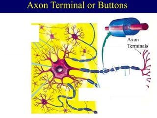 Axon Terminal or Buttons
Axon
Terminals
 