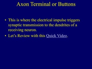 Axon Terminal or Buttons
• This is where the electrical impulse triggers
synaptic transmission to the dendrites of a
receiving neuron.
• Let’s Review with this Quick Video.
 