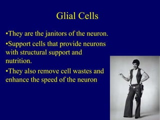 Glial Cells
•They are the janitors of the neuron.
•Support cells that provide neurons
with structural support and
nutrition.
•They also remove cell wastes and
enhance the speed of the neuron
 