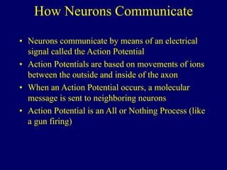 How Neurons Communicate
• Neurons communicate by means of an electrical
signal called the Action Potential
• Action Potentials are based on movements of ions
between the outside and inside of the axon
• When an Action Potential occurs, a molecular
message is sent to neighboring neurons
• Action Potential is an All or Nothing Process (like
a gun firing)
 