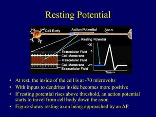 Resting Potential
• At rest, the inside of the cell is at -70 microvolts
• With inputs to dendrites inside becomes more positive
• If resting potential rises above threshold, an action potential
starts to travel from cell body down the axon
• Figure shows resting axon being approached by an AP
 