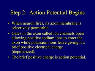 Step 2: Action Potential Begins
• When neuron fires, its axon membrane is
selectively permeable.
• Gates in the axon called ion channels open
allowing positive sodium ions to enter the
axon while potassium ions leave giving it a
brief positive electrical charge
(depolarized).
• The brief positive charge is action potential.
 