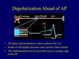 Depolarization Ahead of AP
• AP opens cell membrane to allow sodium (Na+) in
• Inside of cell rapidly becomes more positive than outside
• This depolarization travels down the axon as leading edge
of the AP
 