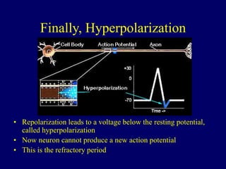 Finally, Hyperpolarization
• Repolarization leads to a voltage below the resting potential,
called hyperpolarization
• Now neuron cannot produce a new action potential
• This is the refractory period
 