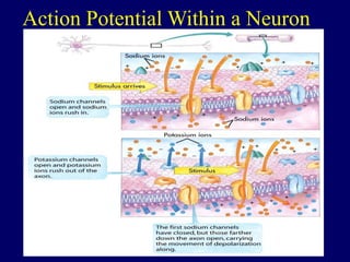 Action Potential Within a Neuron
 