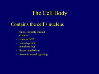 The Cell Body
– round, centrally located
structure
– contains DNA
– controls protein
manufacturing
– directs metabolism
– no role in neural signaling
Contains the cell’s nucleus
 