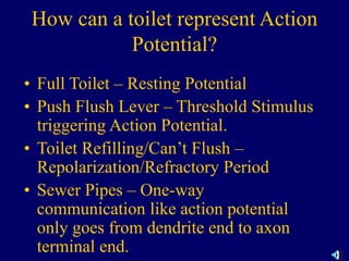 How can a toilet represent Action
Potential?
• Full Toilet – Resting Potential
• Push Flush Lever – Threshold Stimulus
triggering Action Potential.
• Toilet Refilling/Can’t Flush –
Repolarization/Refractory Period
• Sewer Pipes – One-way
communication like action potential
only goes from dendrite end to axon
terminal end.
 