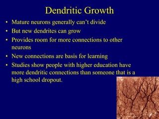Dendritic Growth
• Mature neurons generally can’t divide
• But new dendrites can grow
• Provides room for more connections to other
neurons
• New connections are basis for learning
• Studies show people with higher education have
more dendritic connections than someone that is a
high school dropout.
 