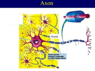 Axon
Axon
 