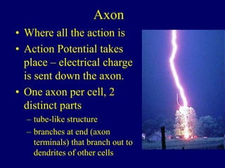 Axon
• Where all the action is
• Action Potential takes
place – electrical charge
is sent down the axon.
• One axon per cell, 2
distinct parts
– tube-like structure
– branches at end (axon
terminals) that branch out to
dendrites of other cells
 