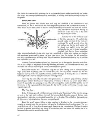 site where the trees awaiting planting can be placed to keep their roots from drying out. Shade
also helps. Any damaged roots should be pruned back to healthy tissue before setting the trees in
the ground.
      Setting The Trees
       Since the ground has already been well dug and amended in the stereoelectric bed
construction, all that is needed now are holes large enough to hold the root ball of each tree. A
stake should be set at the center of the bed where the two trees will branch out from one another.
                                                         Two small holes should then be dug on
                                                         either side of the stake, one to the north
                                                         and the other to the south.
                                                                  Set one tree to the north or south
                                                           of the stake leaning at a 30° angle to the
                                                           ground. Make sure that all the roots are
                                                           positioned for good growth below the
                                                           soil surface and that the graft union will
                                                           be about two inches below the soil
                                                           surface after the soil is firmed around the
                                                           root ball. Hold the tree firmly against the
stake with one hand and with the other hand use a small fork to fill the hole, making sure that the
soil runs down between all the roots. Use your hand, never your foot, to firm the soil around the
root ball. A good watering will help settle the soil in around the roots and close up any air pockets
that might have been left.
       After the first tree has been planted, set the second tree in the opposite direction to the first,
also at a 30° angle to the ground following the same procedure. The two trees should cross just
above the soil surface and both graft unions should be below ground.
        Soak in the second tree. This should keep the soil from settling later on and causing the
angle of the trees to change. But you should check in a few days to be sure that this has not
happened anyway. It the tree angle has shifted, correct the angle by firming the soil to either the
left or right of the stems to bring them into the correct position.
       Allowing the scion (the part above the graft union) to self-root gives the tree a better
physiological balance that leads to better natural resistance to disease and insect attack. These
trees will require far less spraying, if any. The self-rooting effect makes itself felt and the end of
the second or the beginning of the third year. By the fourth year the self-rooting produces huge
vegetative growth.
      The First Year
        In the first year, growth will be restricted to the double “backbones” of the tree. In spring,
as soon as the buds start swelling, pinch all the terminal buds from the sides of the two main
stems and only allow the two terminal buds at the tips to develop. This will allow the trees to put
all their energy into lengthening the stems north and south.
       Keep this up all season. Allow no side branches to develop. As the two main stems are
growing at a rapid pace, the root system will also be developing silently underground. The two
vertical shoots will be bent down in stages until they are at the correct angle. The bent branches
are held in position with strings and stakes. With cherries, pears and plums, the bending has to be
begun early because the wood breaks easily.

82
 