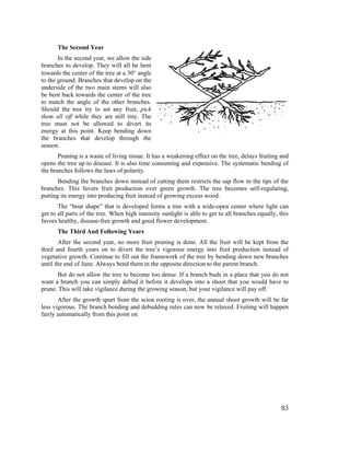 The Second Year
       In the second year, we allow the side
branches to develop. They will all be bent
towards the center of the tree at a 30° angle
to the ground. Branches that develop on the
underside of the two main stems will also
be bent back towards the center of the tree
to match the angle of the other branches.
Should the tree try to set any fruit, pick
them all off while they are still tiny. The
tree must not be allowed to divert its
energy at this point. Keep bending down
the branches that develop through the
season.
       Pruning is a waste of living tissue. It has a weakening effect on the tree, delays fruiting and
opens the tree up to disease. It is also time consuming and expensive. The systematic bending of
the branches follows the laws of polarity.
       Bending the branches down instead of cutting them restricts the sap flow to the tips of the
branches. This favors fruit production over green growth. The tree becomes self-regulating,
putting its energy into producing fruit instead of growing excess wood.
       The “boat shape” that is developed forms a tree with a wide-open center where light can
get to all parts of the tree. When high intensity sunlight is able to get to all branches equally, this
favors healthy, disease-free growth and good flower development.
      The Third And Following Years
        After the second year, no more fruit pruning is done. All the fruit will be kept from the
third and fourth years on to divert the tree’s vigorous energy into fruit production instead of
vegetative growth. Continue to fill out the framework of the tree by bending down new branches
until the end of June. Always bend them in the opposite direction to the parent branch.
      But do not allow the tree to become too dense. If a branch buds in a place that you do not
want a branch you can simply debud it before it develops into a shoot that you would have to
prune. This will take vigilance during the growing season, but your vigilance will pay off.
       After the growth spurt from the scion rooting is over, the annual shoot growth will be far
less vigorous. The branch bending and debudding rules can now be relaxed. Fruiting will happen
fairly automatically from this point on.




                                                                                                    83
 