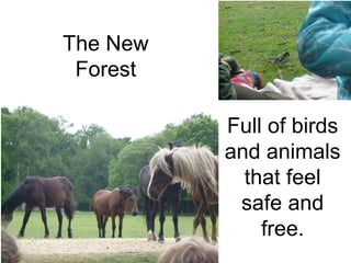 Full of birds and animals that feel safe and free. The New Forest 
