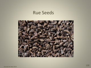 Donald W. Reid 2014
120
Rue Seeds
 