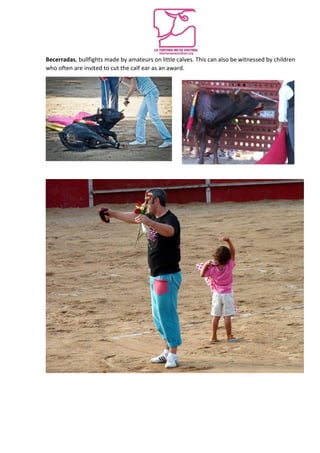 Becerradas, bullfights made by amateurs on little calves. This can also be witnessed by children
who often are invited to cut the calf ear as an award.
 