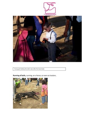 Running of bulls, running, on a horse, or even on tractors.
Young girl holding the bulls’ ears after the becerrada
 