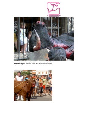 Toro Ensogat: People hold the bulls with strings
 