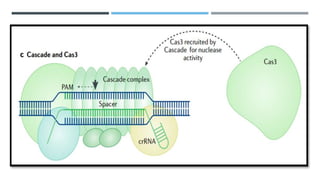 The next generation of crispr–cas technologies and Applications | PPTX