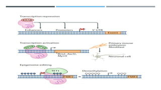 The next generation of crispr–cas technologies and Applications | PPTX