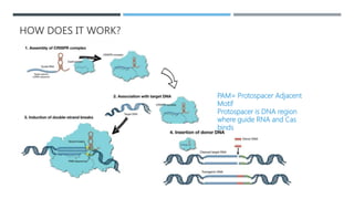 The next generation of crispr–cas technologies and Applications | PPTX
