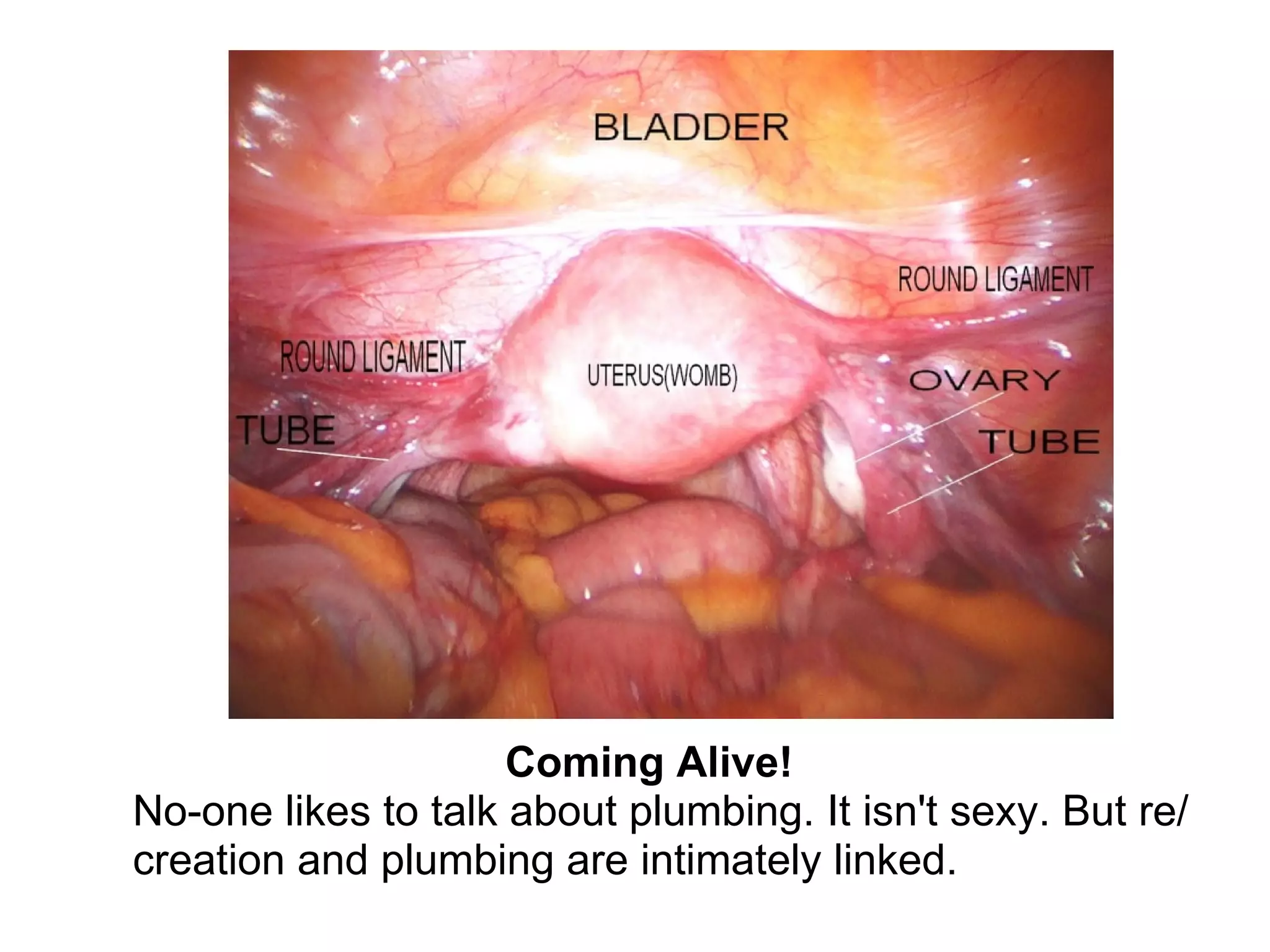 Coming Alive!    No-one likes to talk about plumbing. It isn't sexy.   But re/creation and plumbing are intimately linked.  