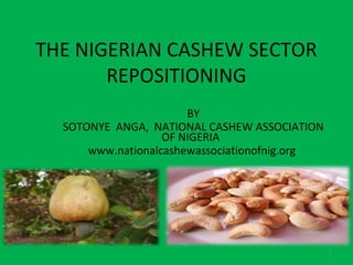 THE NIGERIAN CASHEW SECTOR
       REPOSITIONING
                       BY
  SOTONYE ANGA, NATIONAL CASHEW ASSOCIATION
                   OF NIGERIA
      www.nationalcashewassociationofnig.org




                                               1
 