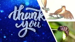 The Nightingale & The Glow Worm