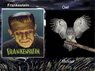 Frankestein Mussol Owl Frankestein 