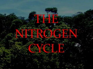 THE NITROGEN CYCLE 