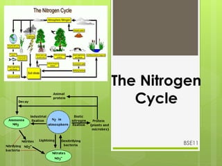 The Nitrogen
Cycle
BSE11
 