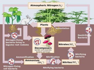  This picture shows the flow of the
nitrogen cycle. The most important part
of the cycle is bacteria. Bacteria help the
nitrogen change between states so it can
be used. When nitrogen is absorbed by
the soil, different bacteria help it to
change states so it can be absorbed by
plants. Animals then get their nitrogen
from the plants.
 