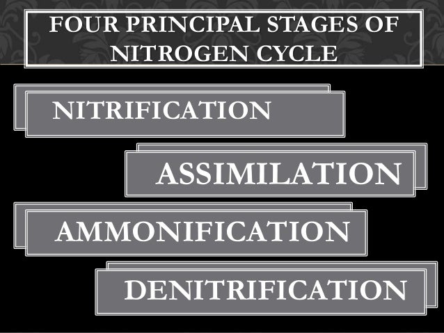 The Nitrogen Cycle