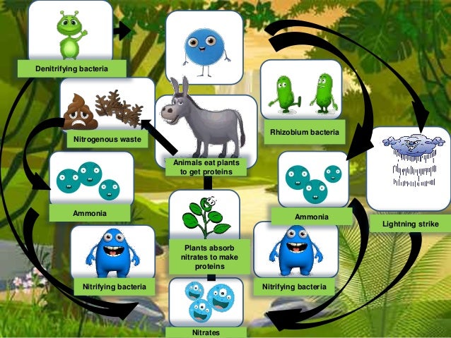 Nitrogen Cycle Worksheet Answers Quizlet - Diagramaica
