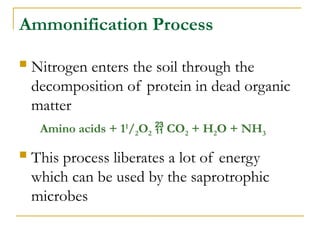 Ammonification Process
 Nitrogen enters the soil through the
decomposition of protein in dead organic
matter
Amino acids + 11
/2O2  CO2 + H2O + NH3
 This process liberates a lot of energy
which can be used by the saprotrophic
microbes
 
