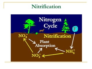 Nitrification
 